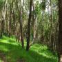 The Eucalyptus grove seems young judging by the trunk diameter.